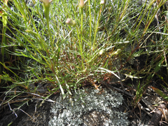 Lithotoma axillaris