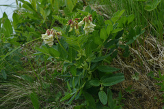 Astragalus frigidus