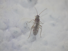 Nesidiocoris tenuis