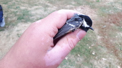 Periparus ater rufipectus