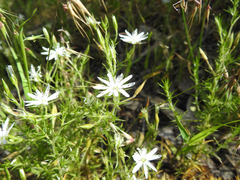 Stellaria pungens