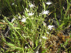Stellaria pungens