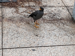 Acridotheres javanicus