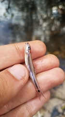 Notropis