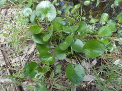 Ornduffia reniformis