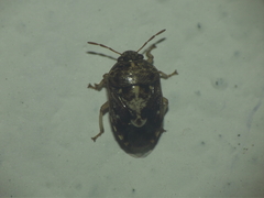 Menida