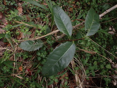 Elaeodendron croceum