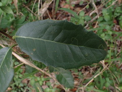 Elaeodendron croceum