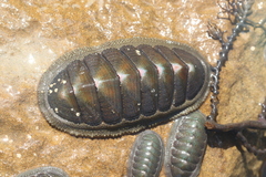 Ischnochiton australis