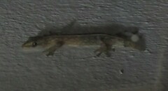 Afrogecko porphyreus