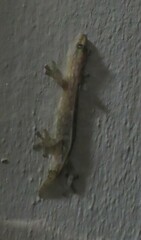 Afrogecko porphyreus