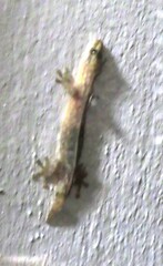 Afrogecko porphyreus