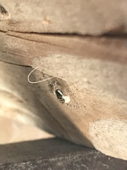 Menemerus semilimbatus