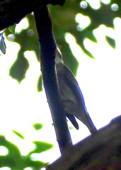 Muscicapa dauurica