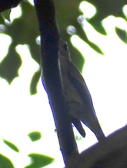Muscicapa dauurica