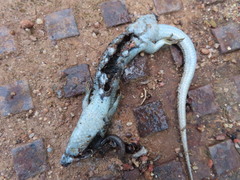 Ommatoiulus moreleti