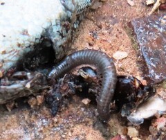 Ommatoiulus moreleti