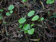 Cocculus orbiculatus