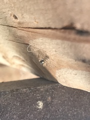 Menemerus semilimbatus