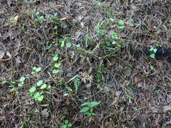 Cocculus orbiculatus