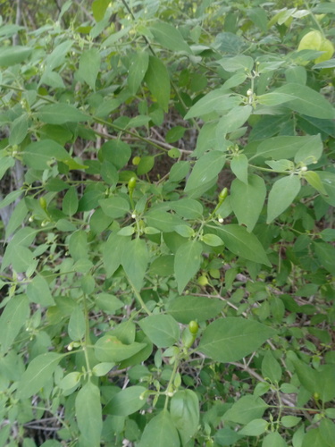 Capsicum annuum