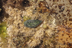 Cominella lineolata