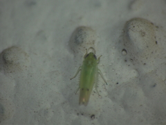 Amrasca biguttula