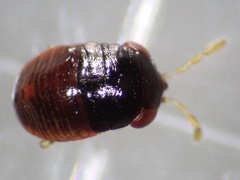 Geocoris