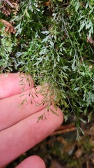 Trichomanes colensoi