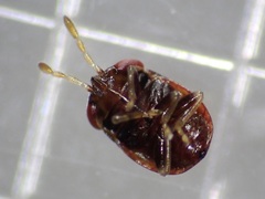 Geocoris