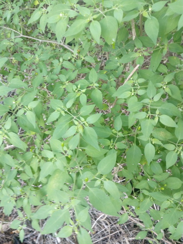 Capsicum annuum