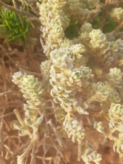 Thymelaea velutina