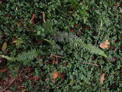 Blechnum punctulatum