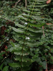 Blechnum punctulatum