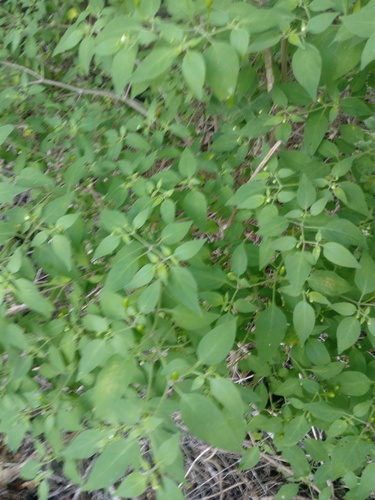 Capsicum annuum