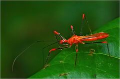 Ricolla quadrispinosa