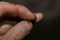 Xanthorrhoea macronema