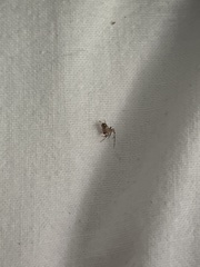 Cryptachaea veruculata