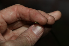 Xanthorrhoea macronema