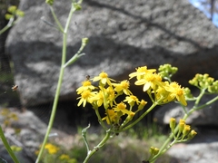 Senecio linearifolius linearifolius