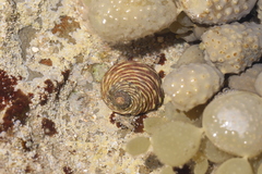 Austrocochlea porcata