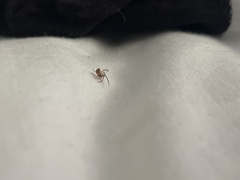 Cryptachaea veruculata