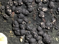 Jackrogersella cohaerens