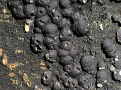 Jackrogersella cohaerens