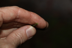 Xanthorrhoea macronema