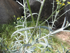 Senecio linearifolius linearifolius