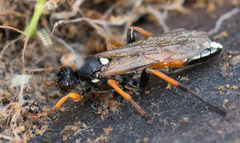 Ichneumon bucculentus