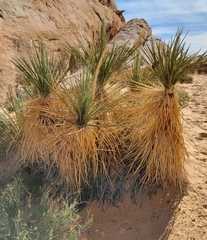 Yucca utahensis