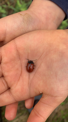 Chrysomela populi