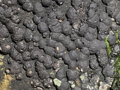 Jackrogersella cohaerens